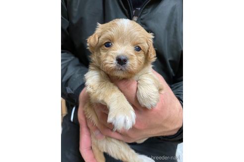 成約済の静岡県のチワプー:チワワ×トイプードル-167833