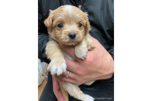 成約済の静岡県のチワプー:チワワ×トイプードル-167833の3枚目