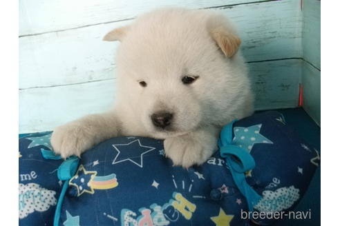 成約済の埼玉県の柴犬-167836の1枚目