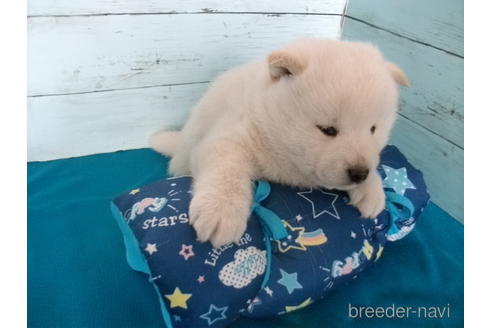 成約済の埼玉県の柴犬-167836の8枚目
