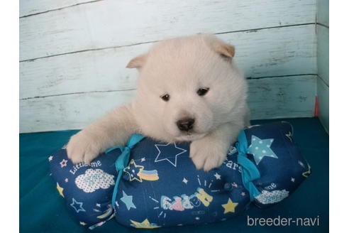 成約済の埼玉県の柴犬-167836の7枚目