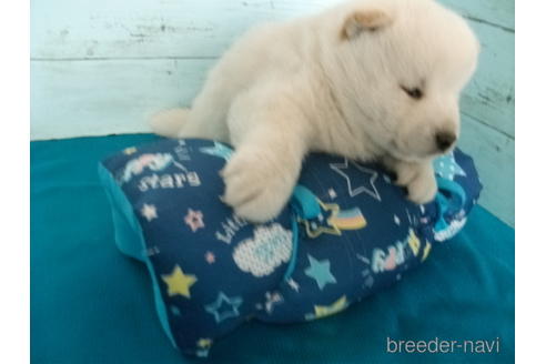 成約済の埼玉県の柴犬-167836の6枚目