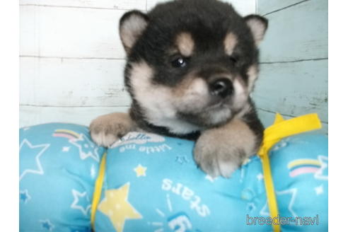 成約済の埼玉県の柴犬-167845の1枚目