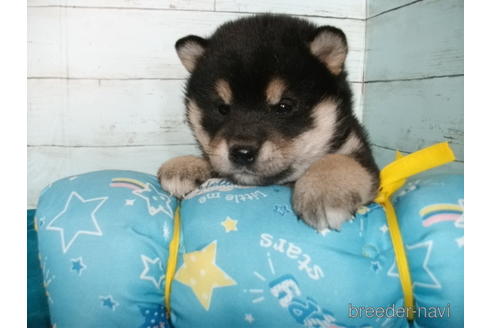 成約済の埼玉県の柴犬-167845の7枚目