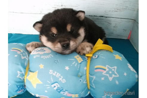 成約済の埼玉県の柴犬-167845の6枚目
