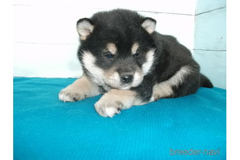 成約済の埼玉県の柴犬-167845の4枚目