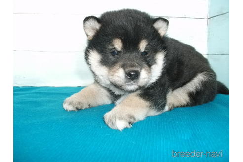 成約済の埼玉県の柴犬-167845の3枚目