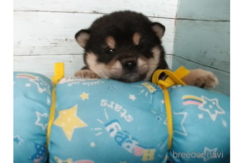 成約済の埼玉県の柴犬-167845の2枚目