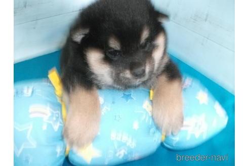 成約済の埼玉県の柴犬-167847の8枚目