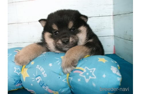 成約済の埼玉県の柴犬-167847の5枚目