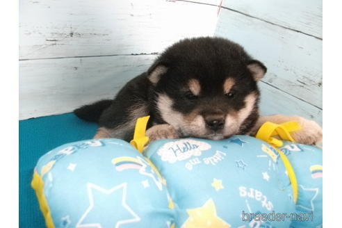 成約済の埼玉県の柴犬-167847の4枚目