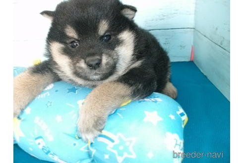 成約済の埼玉県の柴犬-167847の3枚目
