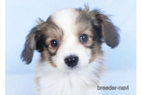 成約済の千葉県のパピヨン-166236の8枚目