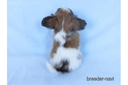 成約済の千葉県のパピヨン-166236の7枚目