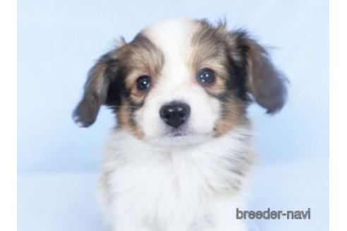 成約済の千葉県のパピヨン-166236の6枚目