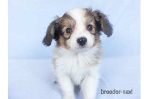 成約済の千葉県のパピヨン-166236の5枚目