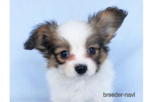 成約済の千葉県のパピヨン-166232の1枚目