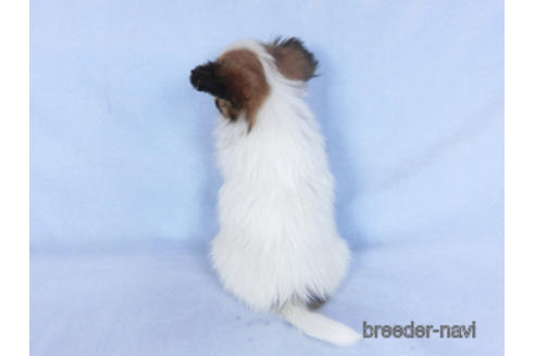 成約済の千葉県のパピヨン-166232の4枚目