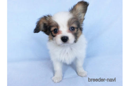 成約済の千葉県のパピヨン-166232の3枚目