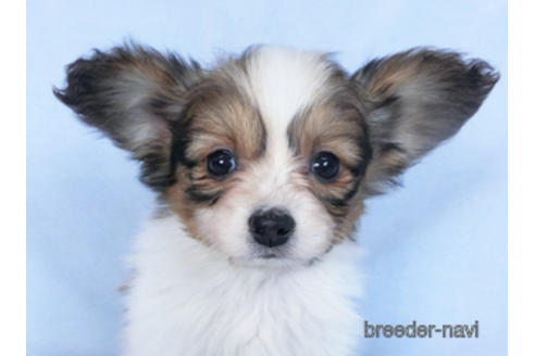 成約済の千葉県のパピヨン-166227の8枚目