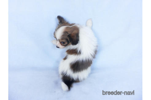 成約済の千葉県のパピヨン-166227の7枚目