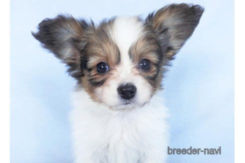 成約済の千葉県のパピヨン-166227の6枚目