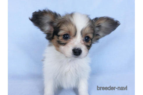 成約済の千葉県のパピヨン-166227の5枚目