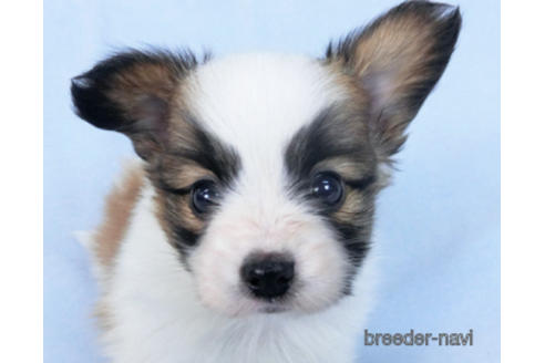 成約済の千葉県のパピヨン-166620の1枚目