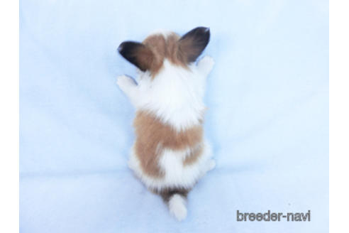 成約済の千葉県のパピヨン-166620の4枚目