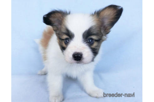 成約済の千葉県のパピヨン-166620の3枚目