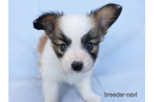 成約済の千葉県のパピヨン-166620の2枚目