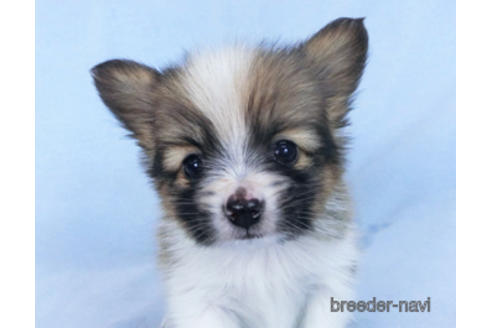 成約済の千葉県のパピヨン-166627