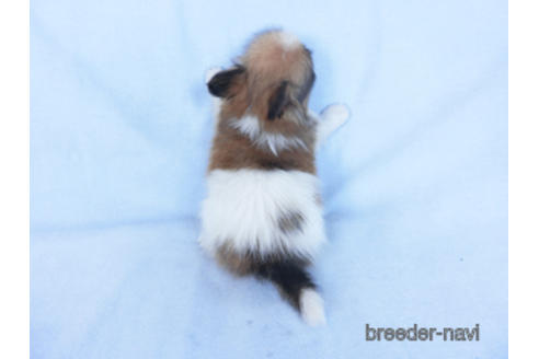 成約済の千葉県のパピヨン-166627の4枚目