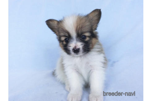 成約済の千葉県のパピヨン-166627の2枚目