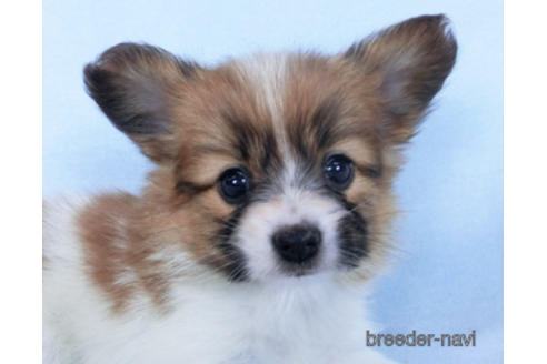 成約済の千葉県のパピヨン-166631の8枚目