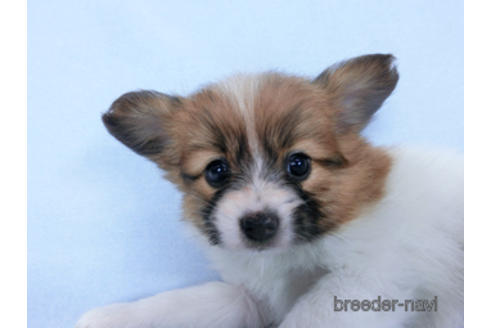 成約済の千葉県のパピヨン-166631の6枚目