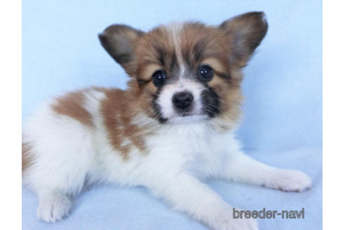 成約済の千葉県のパピヨン-166631の5枚目