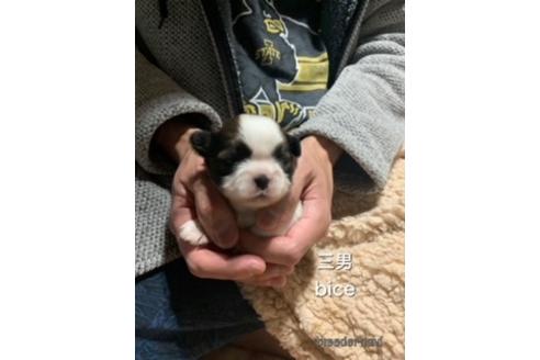 成約済の兵庫県のシーズー-167867の2枚目