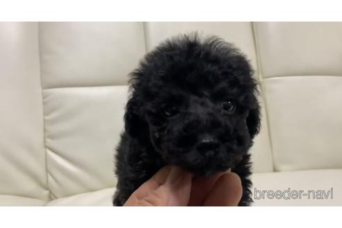 子犬