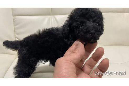 成約済の大阪府のトイプードル-167878の3枚目