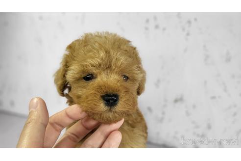 成約済の茨城県のトイプードル-166383の2枚目