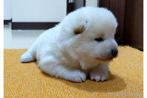 成約済の三重県の柴犬-167797の5枚目