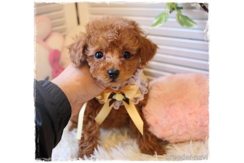 成約済の岡山県のティーカッププードル-164092の3枚目