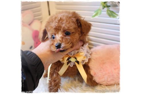 成約済の岡山県のティーカッププードル-164092の2枚目