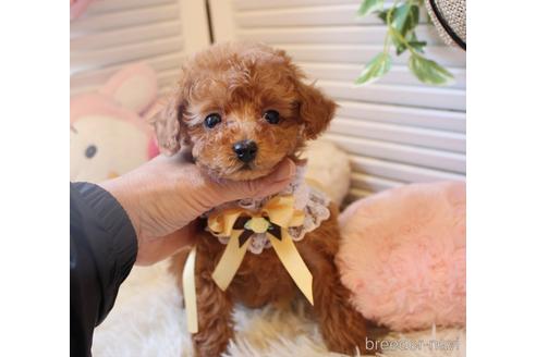 成約済の岡山県のティーカッププードル-164092の1枚目