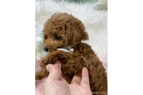 成約済の福岡県のティーカッププードル-163540の2枚目