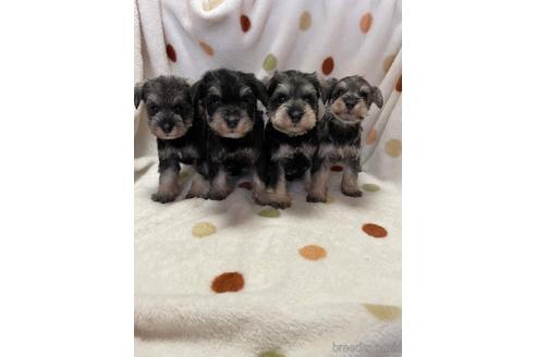 成約済の岐阜県のミニチュアシュナウザー-167927の2枚目