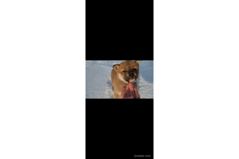 成約済の北海道の柴犬-164522の6枚目