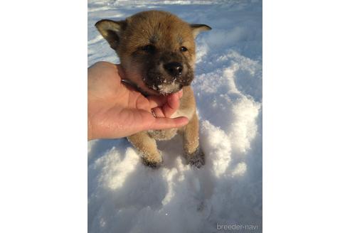 成約済の北海道の柴犬-164522の4枚目