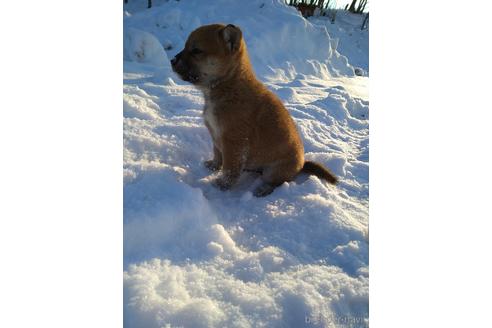 成約済の北海道の柴犬-164522の5枚目